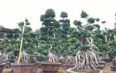 漳州300斤造型榕树